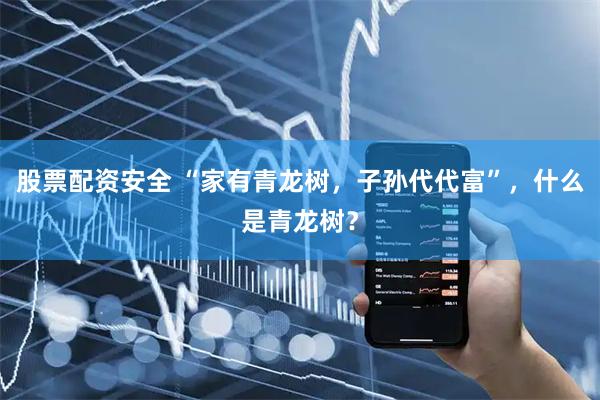 股票配资安全 “家有青龙树，子孙代代富”，什么是青龙树？